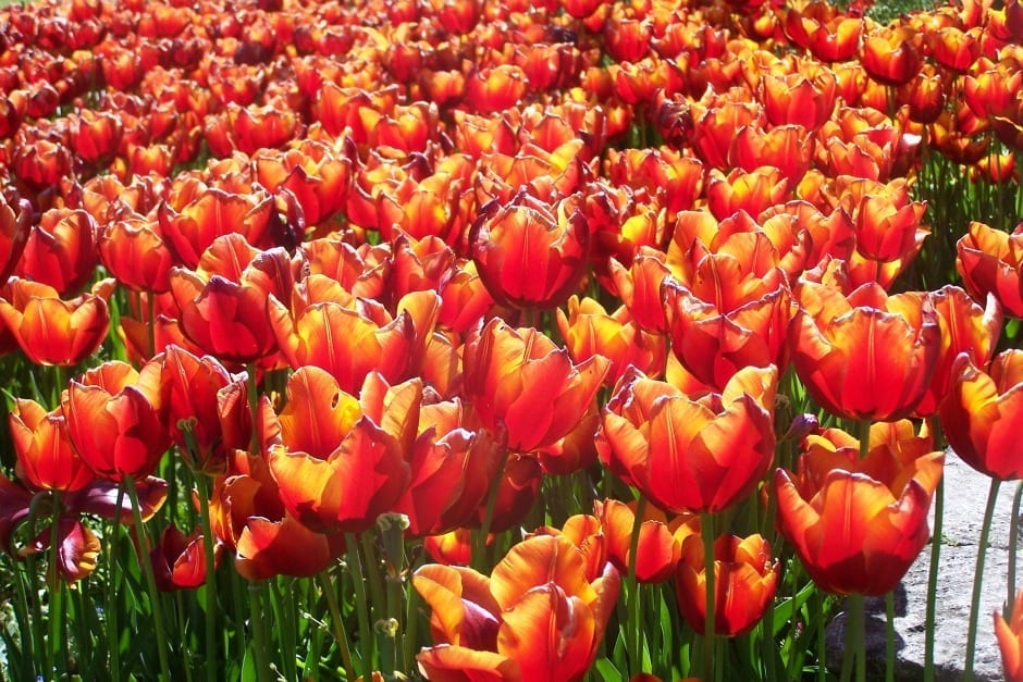 Topkapi flowers Topkapi flowers
